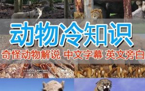 外面卖1699的国外纪录片解说(动物解说、美食、动画片)稳过中视频-稀缺资源库